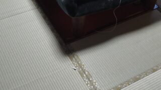 高槻市松が丘　国産畳替え　リピーター様です(^^♪