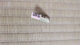 高槻市 国産畳 熊本産麻綿ひのさやか並表替え